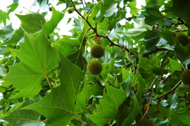 tree nches covered with small leaves and fruits