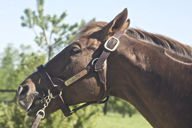 a close up of a horse wearing a bridle and bridals