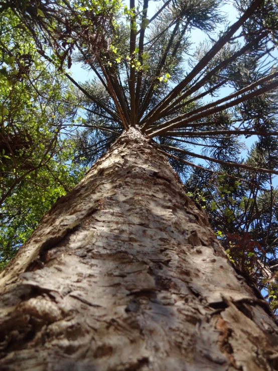 an upward view looking up at the trunk of a large tree