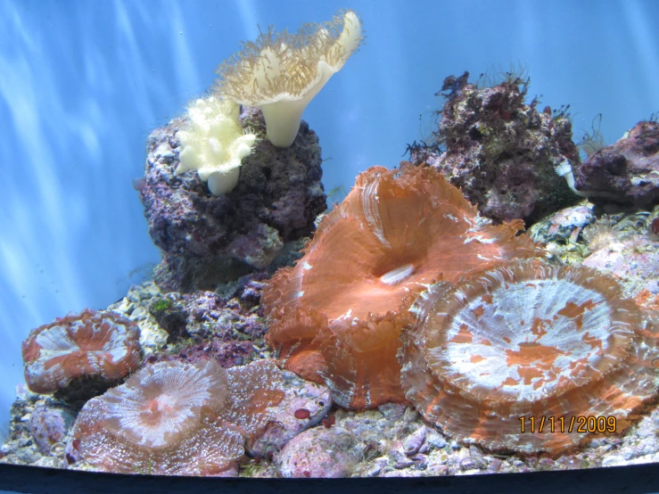 a sea urchin is on display in its aquarium tank