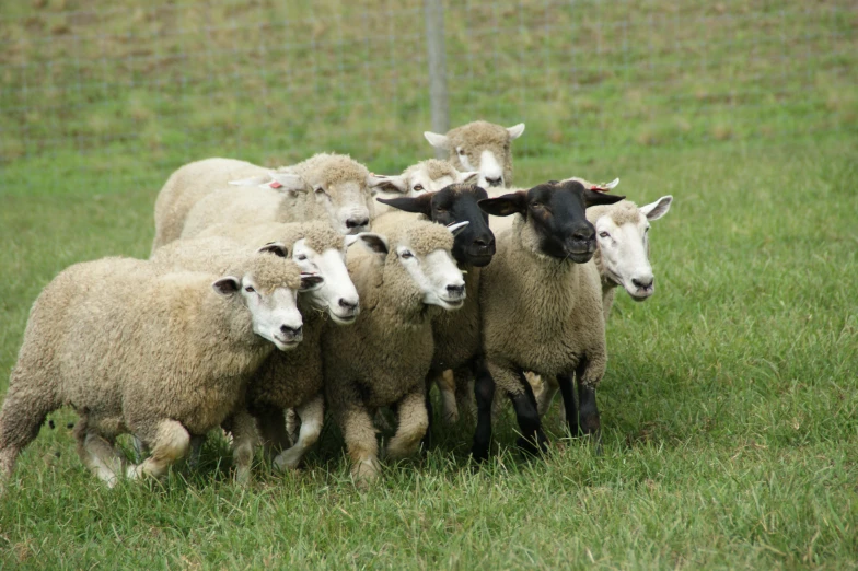 several small sheep run in a green pasture