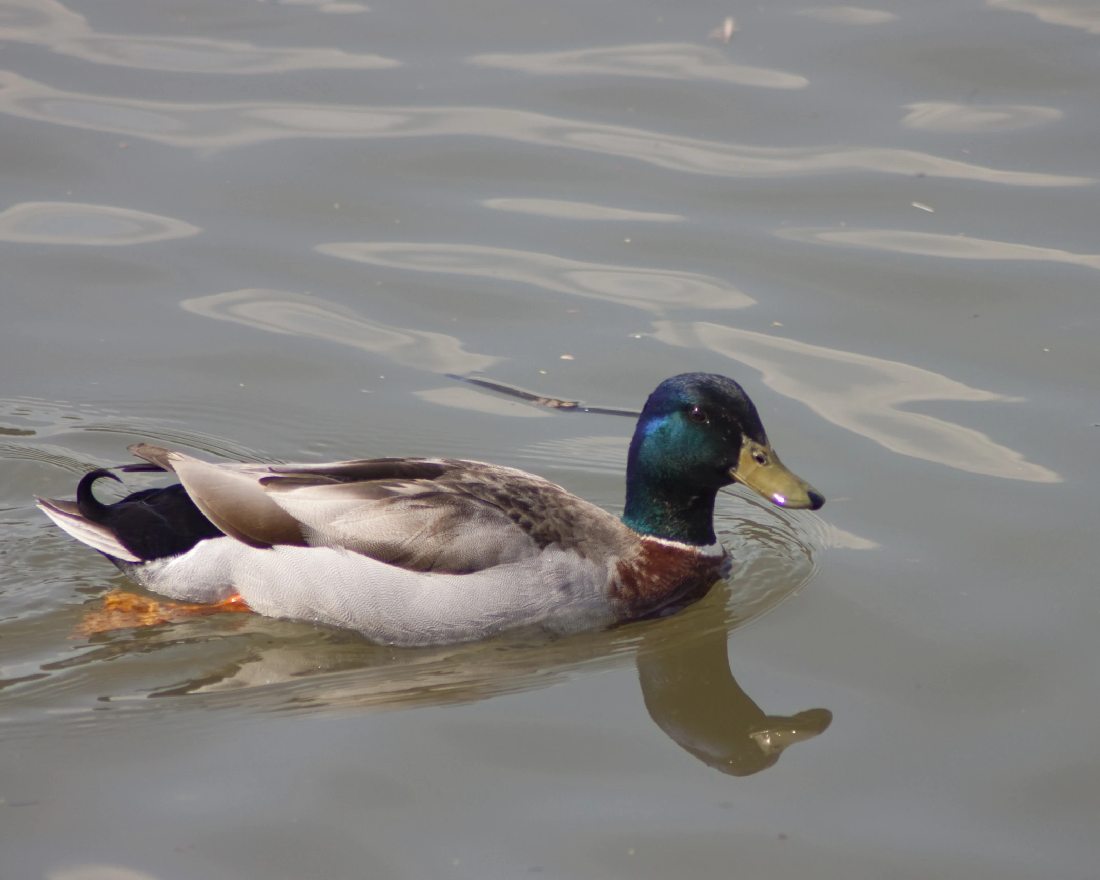 a brown and white duck swimming on top of water