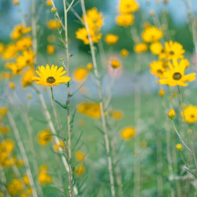 flowers that are blooming in the grass