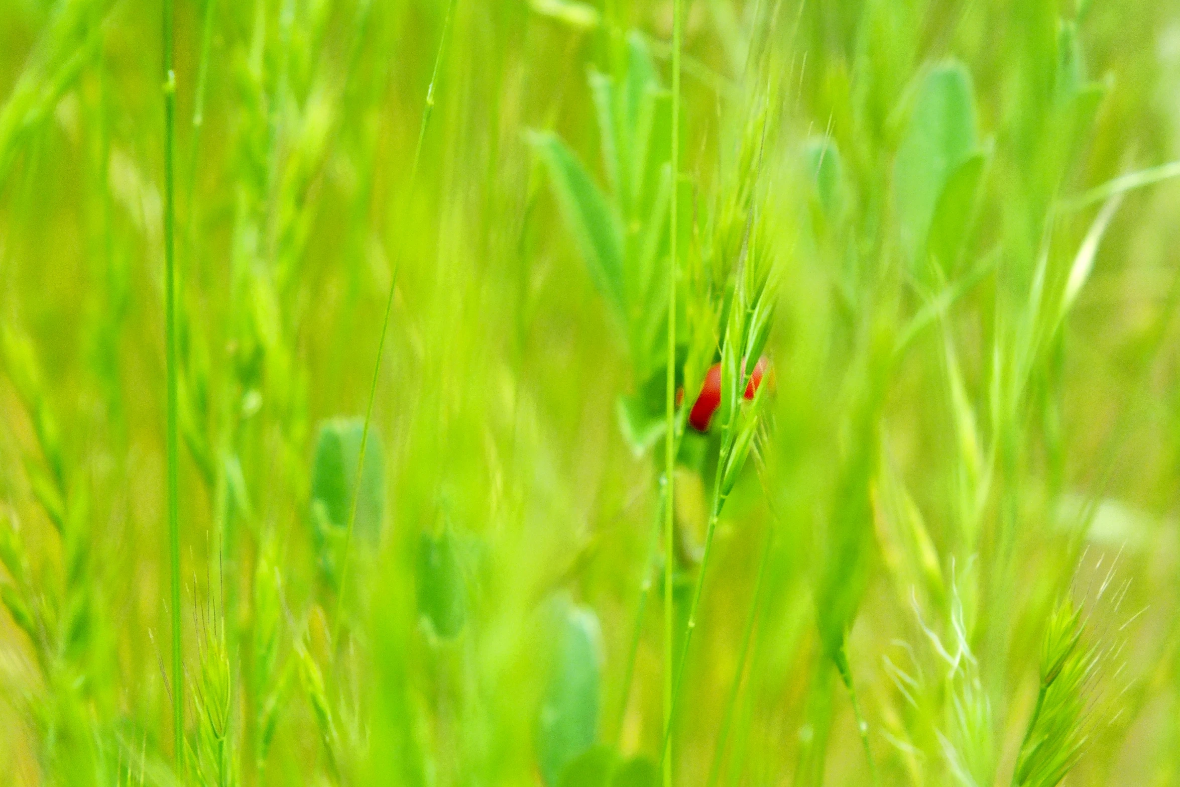 a single red ladybug sitting in the middle of grass