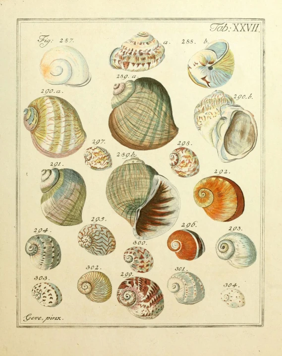 a collection of sea shells from a book