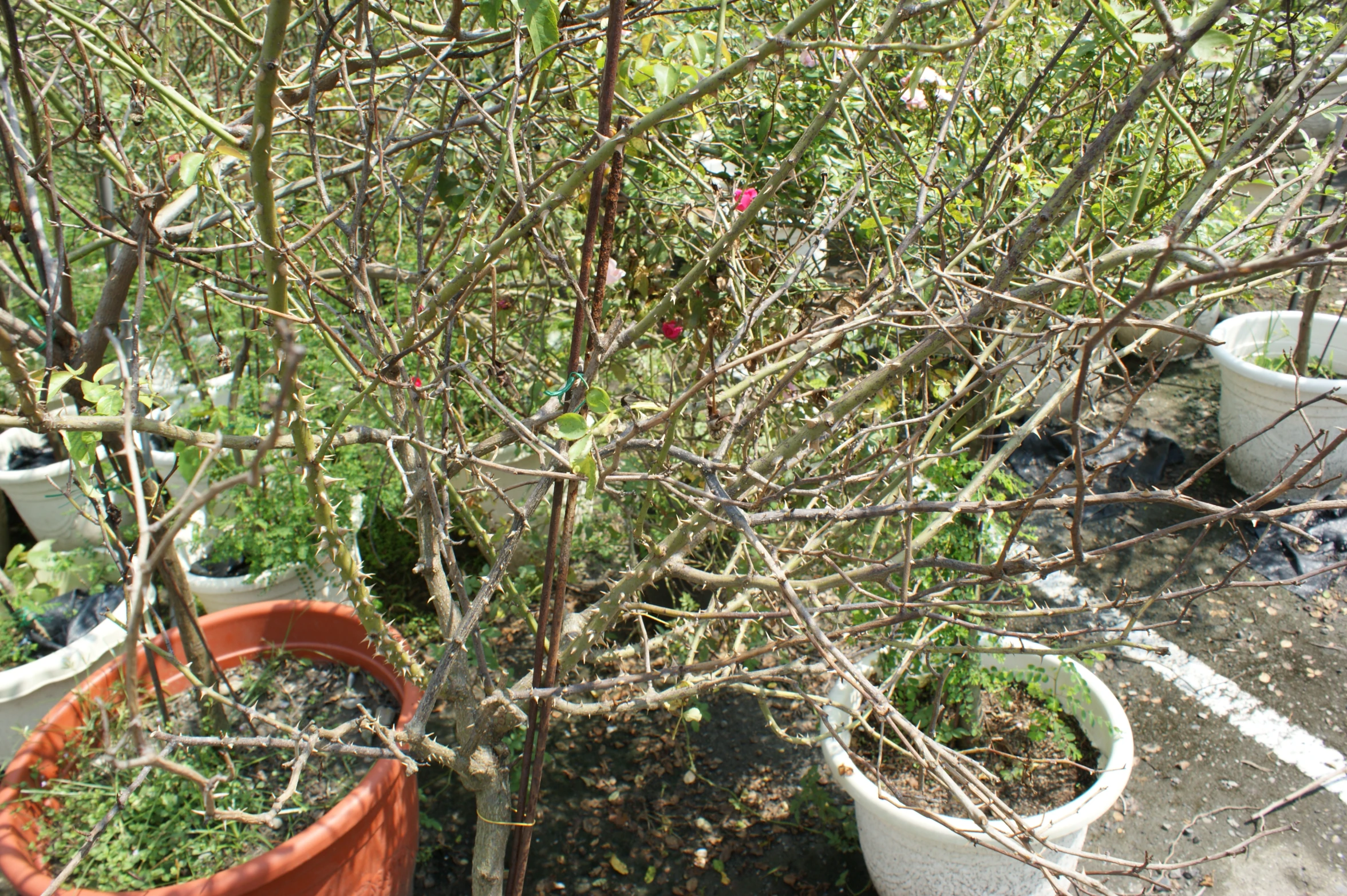 several pots are set outside on the ground