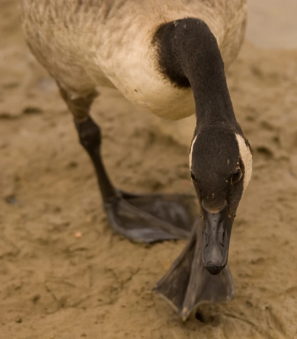 this goose has a white face and black legs