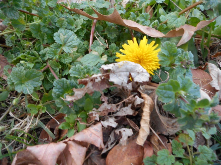 a close up of a single yellow flower with leaves around it