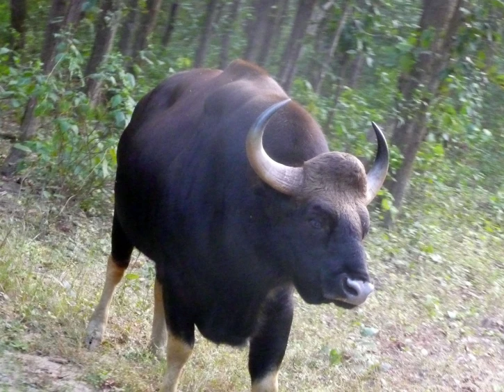 a bull with horns standing in a field