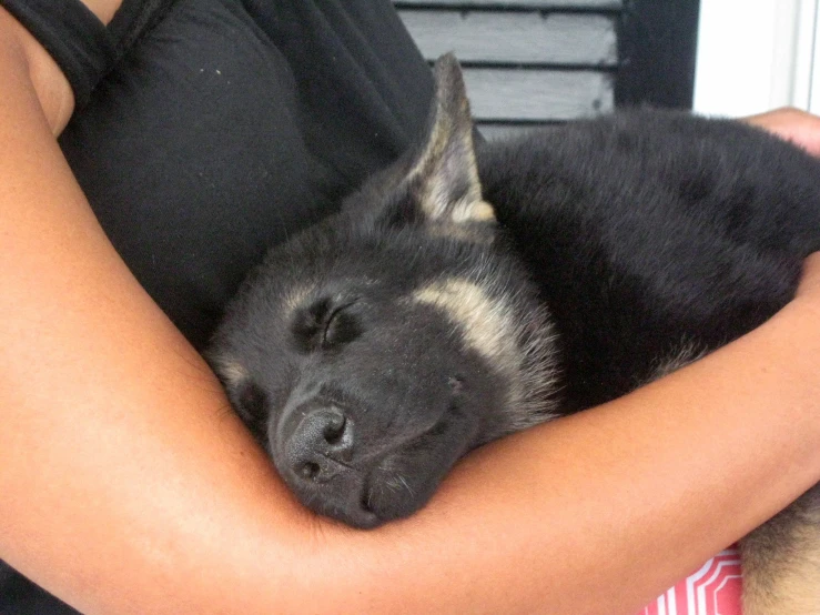 a german shepard puppy sleeps with a woman