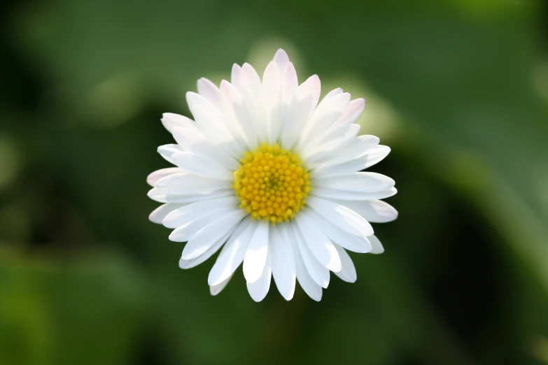 a single white daisy blossom with green leaves