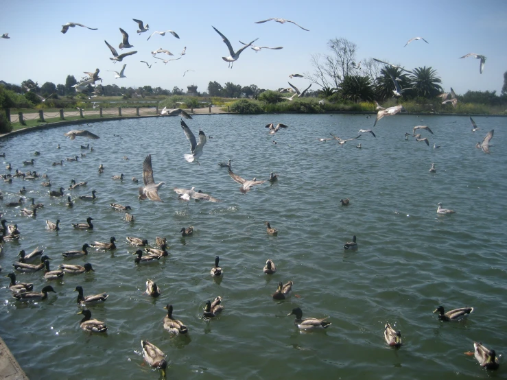 a flock of seagulls fly over the water