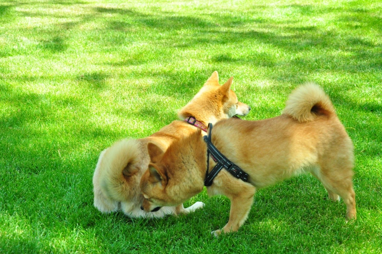 there are two dogs that are playing in the grass