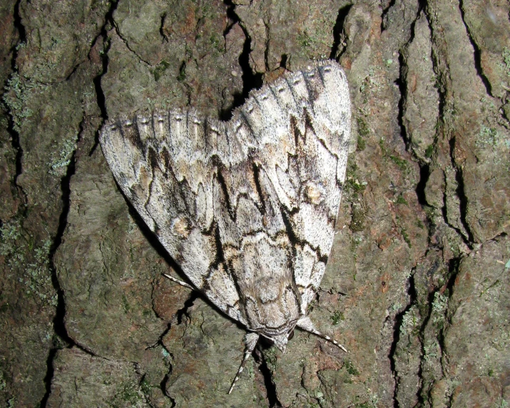 this is a po of a white insect on a tree trunk