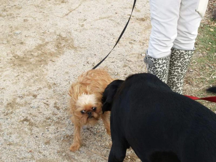 two dogs are standing next to a person on the sidewalk