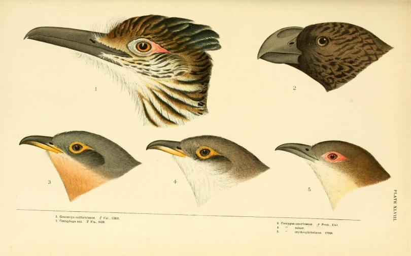 some birds and other different species of birds