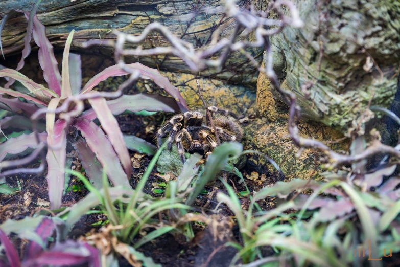 a bug crawling through some bushes on the ground