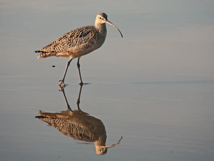 the bird with its long beak is standing in shallow water