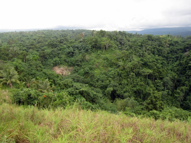 a lush green hillside surrounded by forest under a cloudy sky