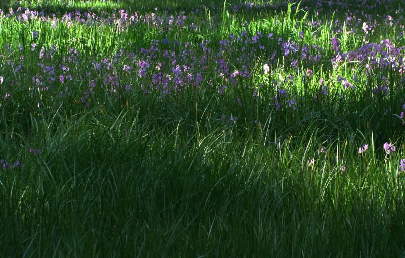 a po of wild flowers and green grass