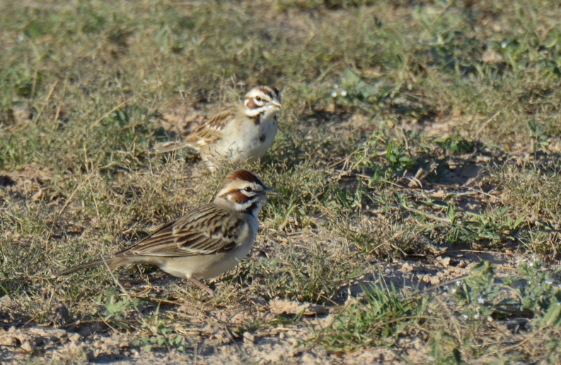 a couple of birds standing on a patch of grass