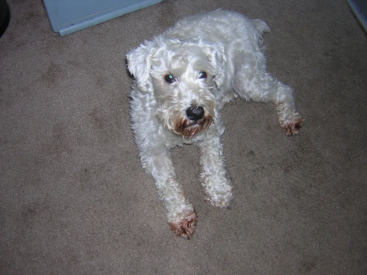 a white dog laying on top of a carpet