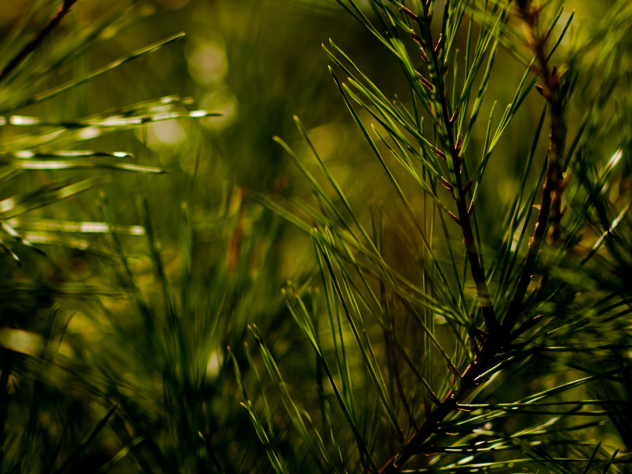 pine needles growing on a nch in a forest