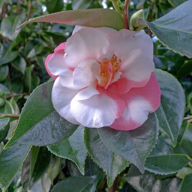 a pink and white flower with large leaves