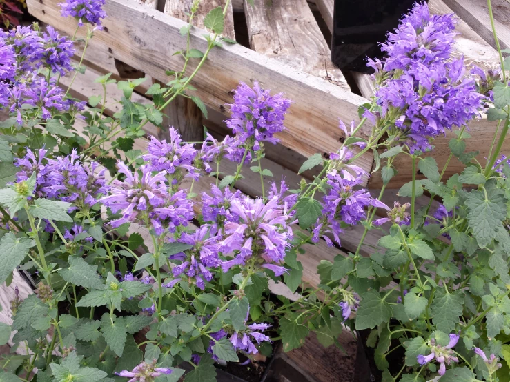 a pair of purple flowers near a wooden box