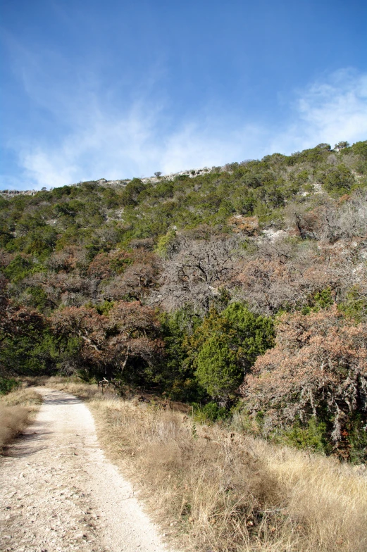 a lush green hillside covered in vegetation and weeds