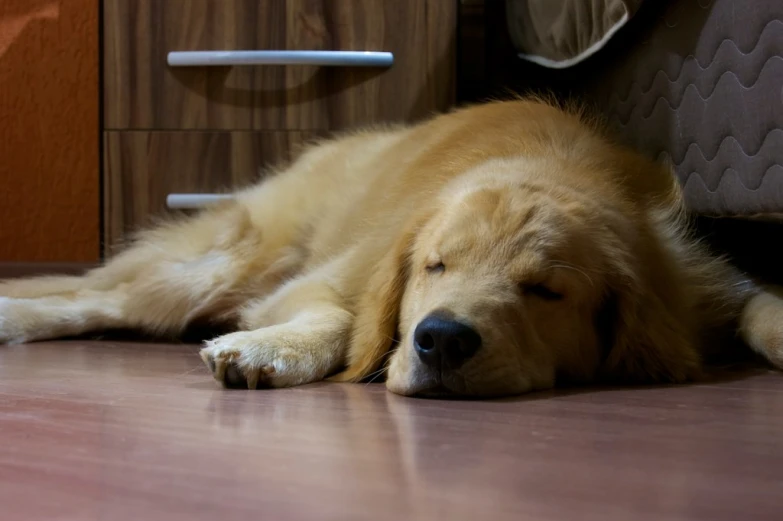 a sleeping golden retriever dog on the floor with its eyes closed