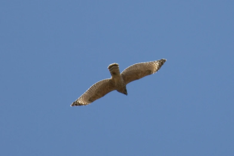 an owl flying in the air during the day