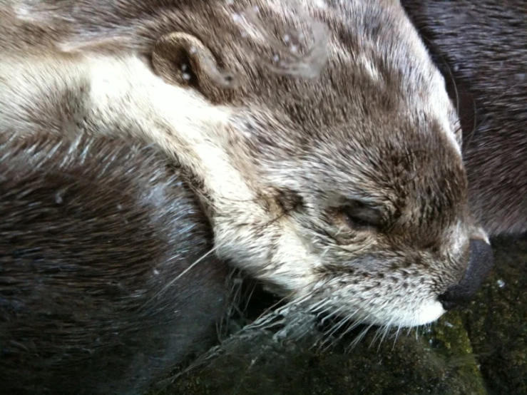 a close up of a seal on the snow