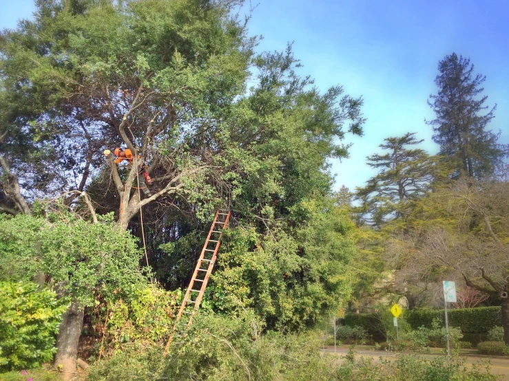 an orange ladder in the bushes next to a tree