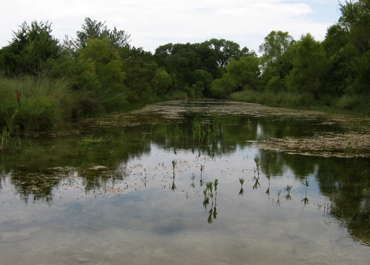 the water has little vegetation growing on it