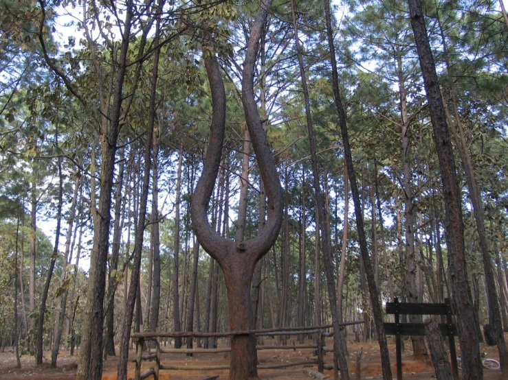 a tree is bent over by an empty bench