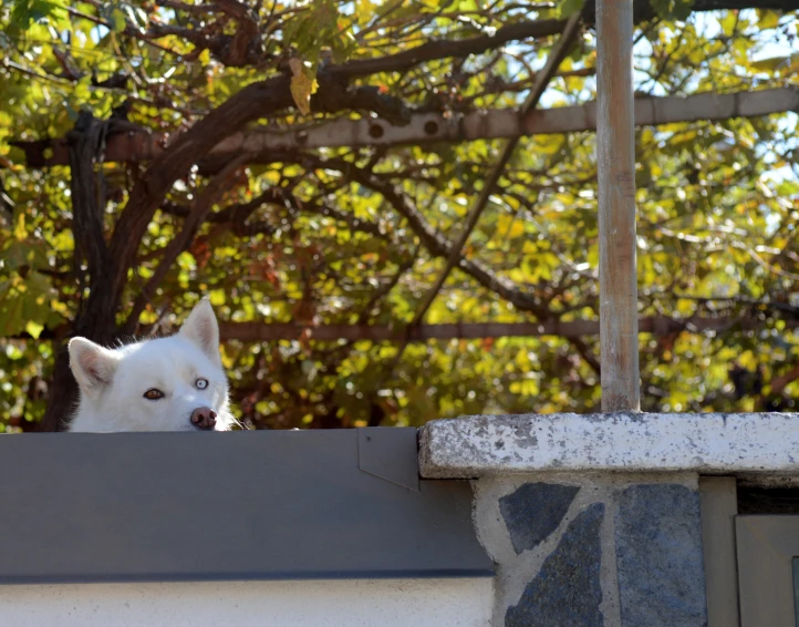 a white dog is looking at the camera