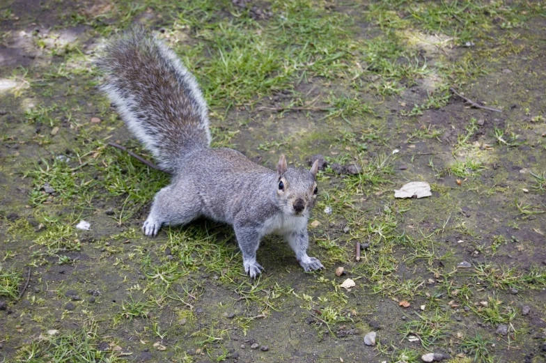 a little squirrel that is standing on some grass