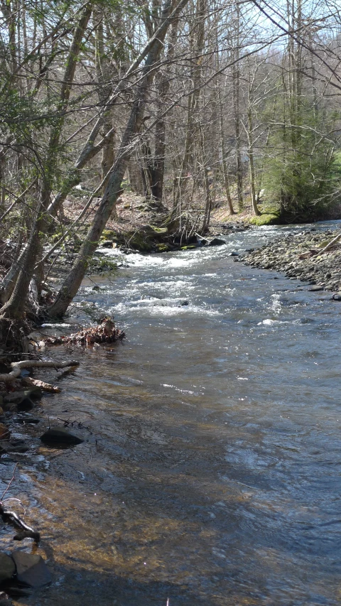 there is a stream in the woods with lots of clear water