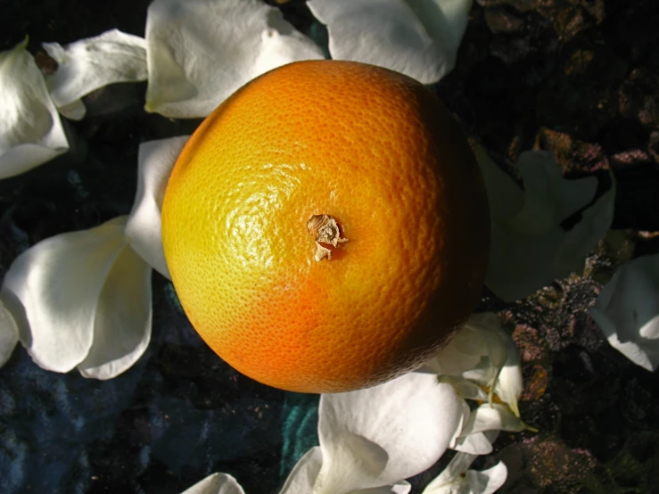 the orange is sitting on the top of the flower