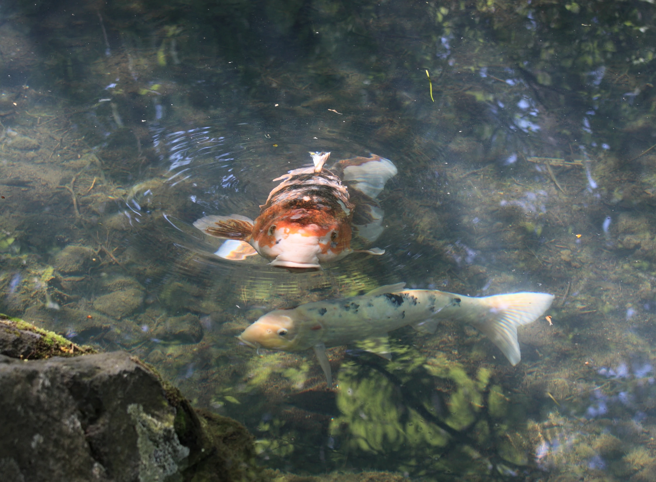 an aquarium with multiple different colored koi fish