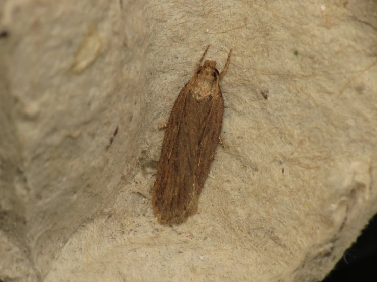 a brown insect on rock next to a black background