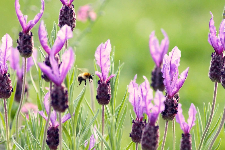 a bee flying towards a flower with a green background