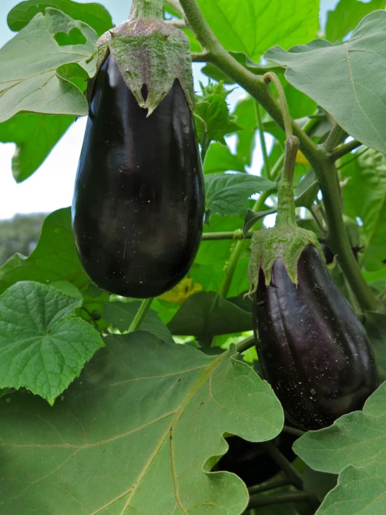 some fruit hanging off the side of a tree