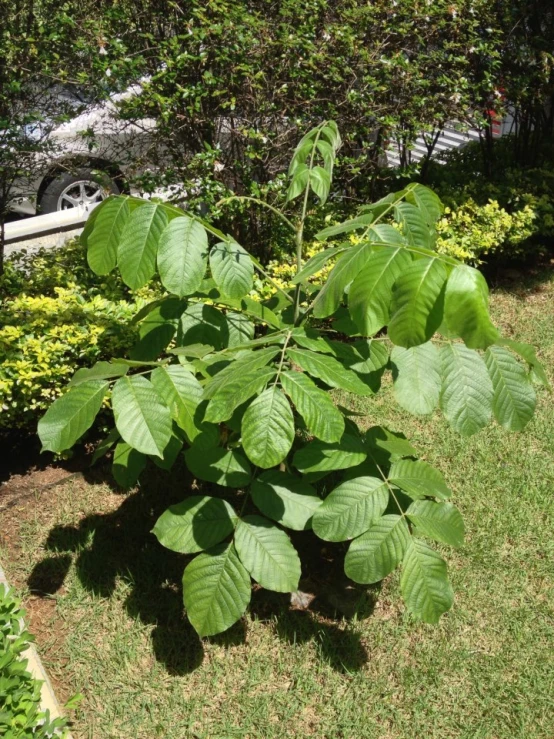 green leafy tree in front of bushes and cars