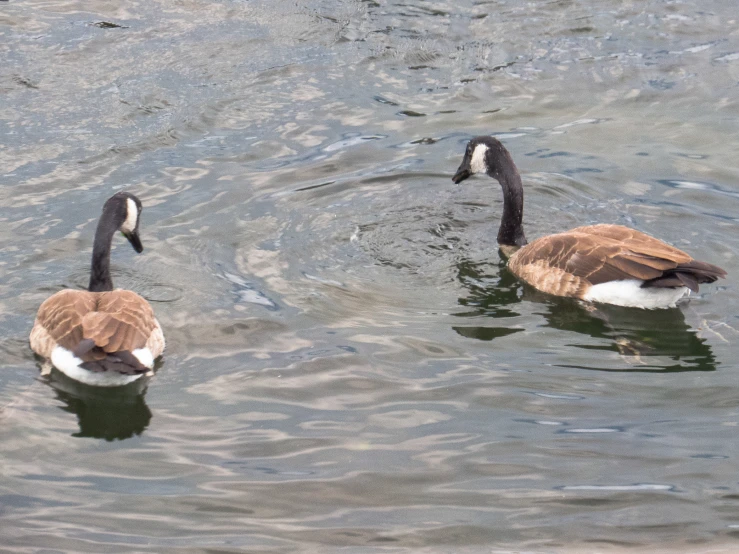 two ducks floating on the top of a lake