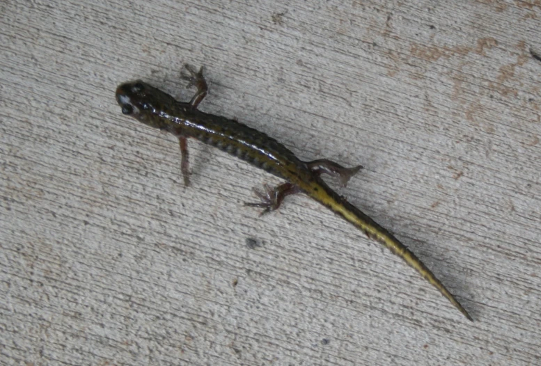 an orange and black lizard on the side of a door