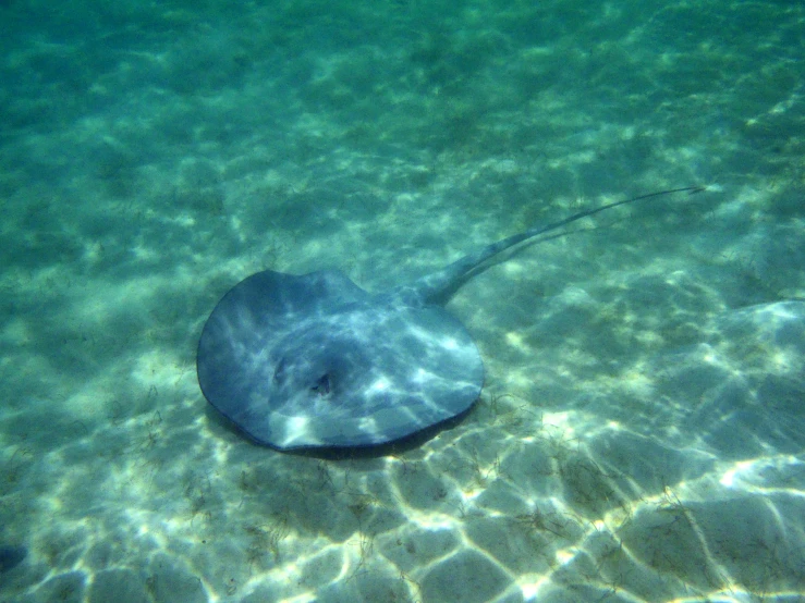 a sea aquarium with an animal inside in the water