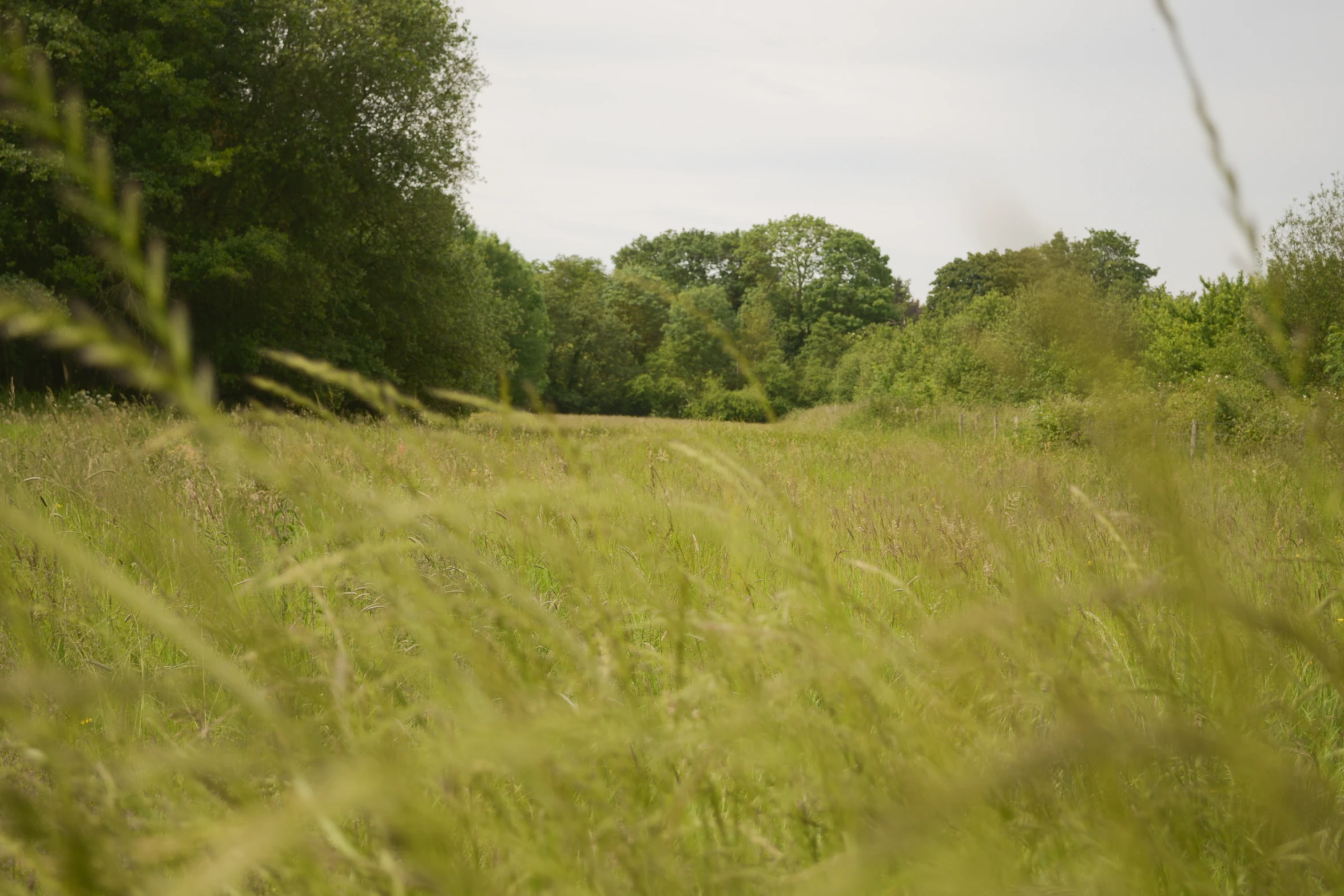 a grassy field with trees and blue sky in the background