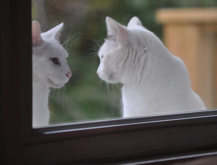 two cats looking at each other through a window